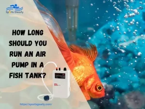 How Long Should You Run an Air Pump in a Fish Tank