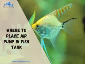 Where to Place Air Pump in Fish Tank