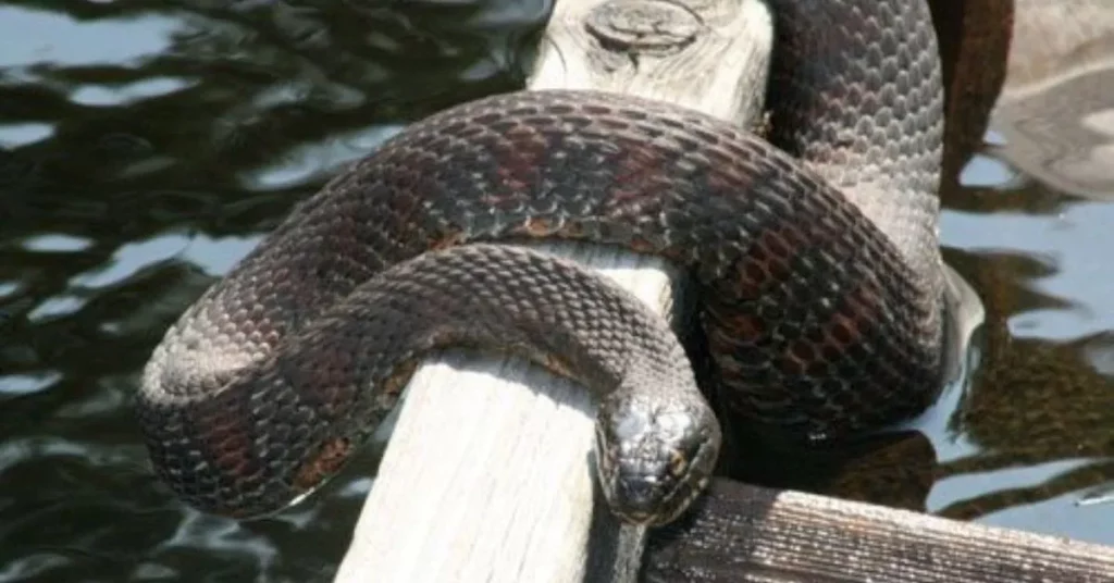 Sand Snakes on Boat